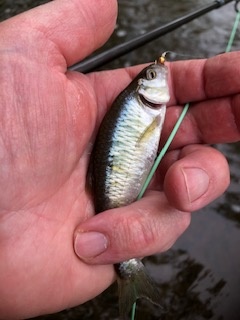 Caught Big Creek Surgoinsville, TN