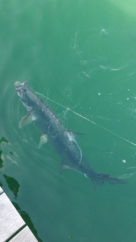 Tarpon