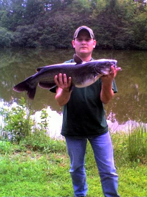 Big catfish