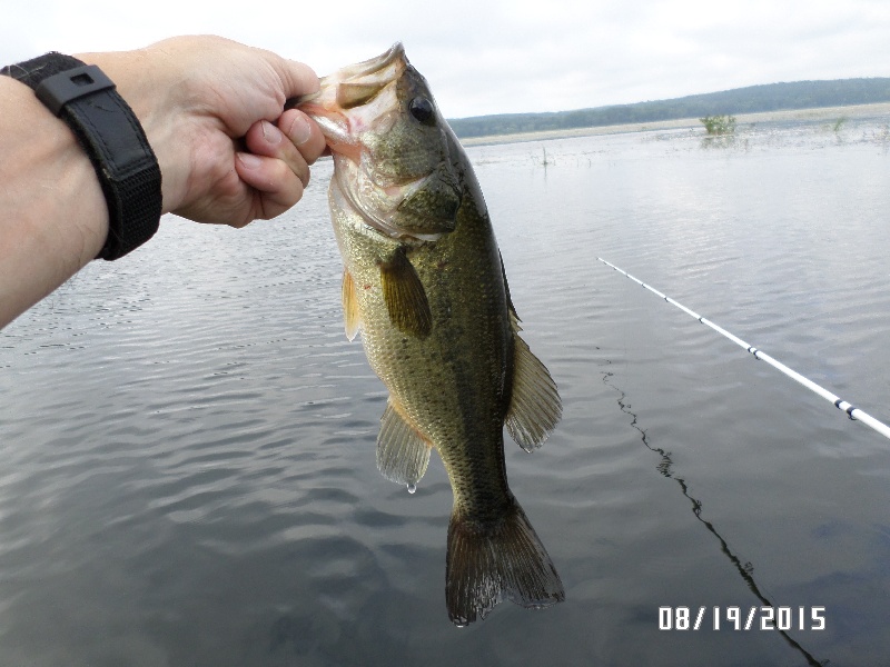 8-19-2015: quaboag pond fishing report - tn fish finder