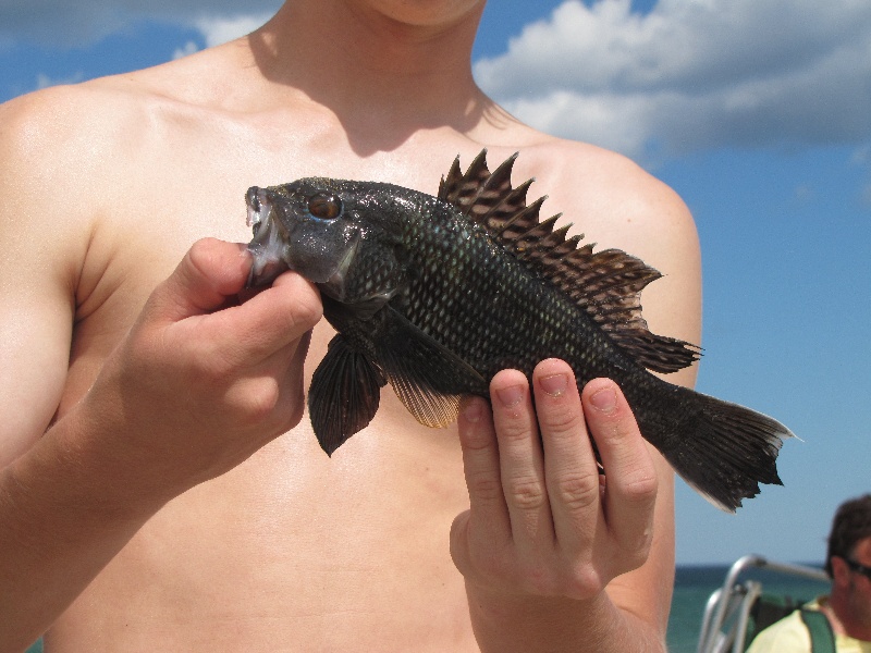 Black Sea Bass