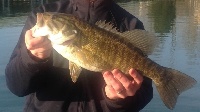 Lake Norris TN Fishing Report