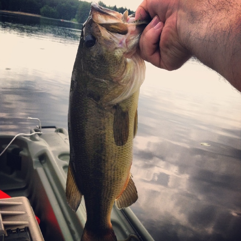 Robinson Pond Bass