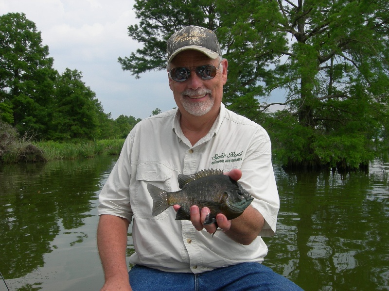 Bull Bluegill