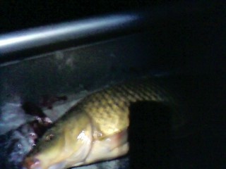 Fall Branch fishing photo 3